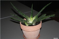 1f834f5a-IMG_6596 gasteria.jpg